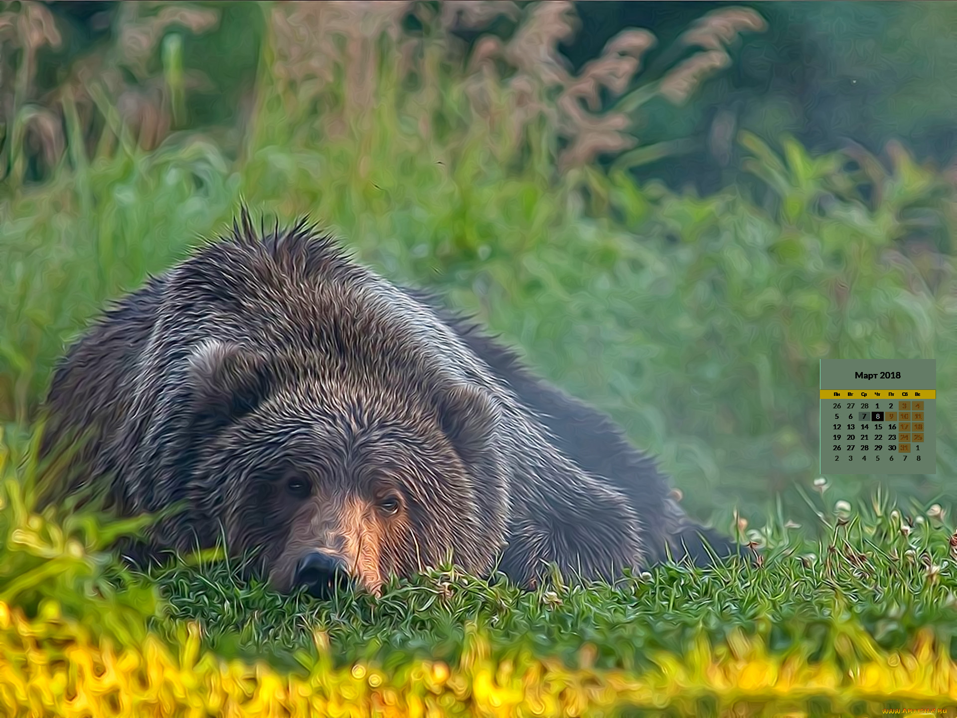 Лучшие фото медведя. Одинокий медведь. National Geographic медведь. Хороший медведь. Медведь скучает.